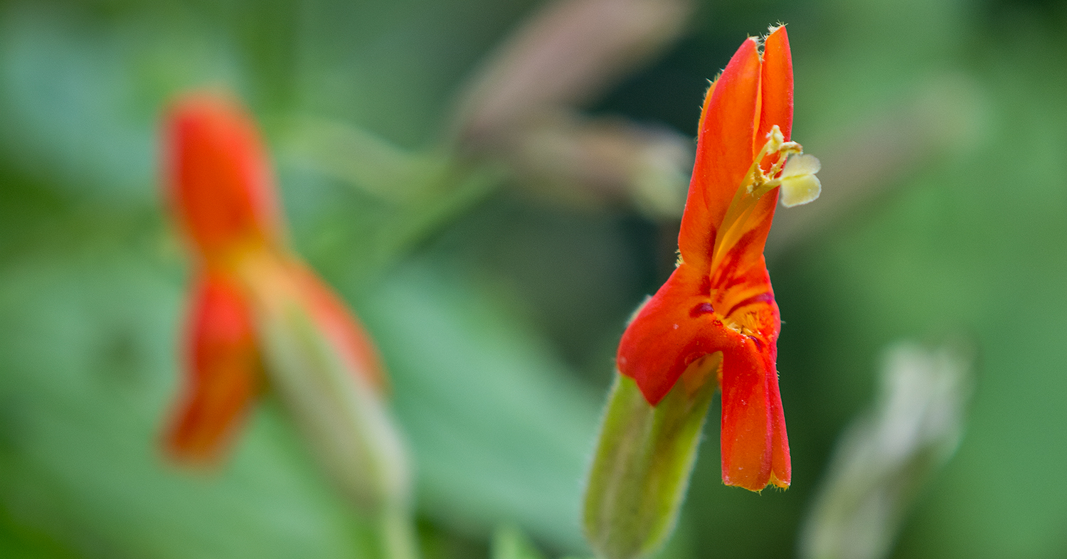 scarlet monkeyflower