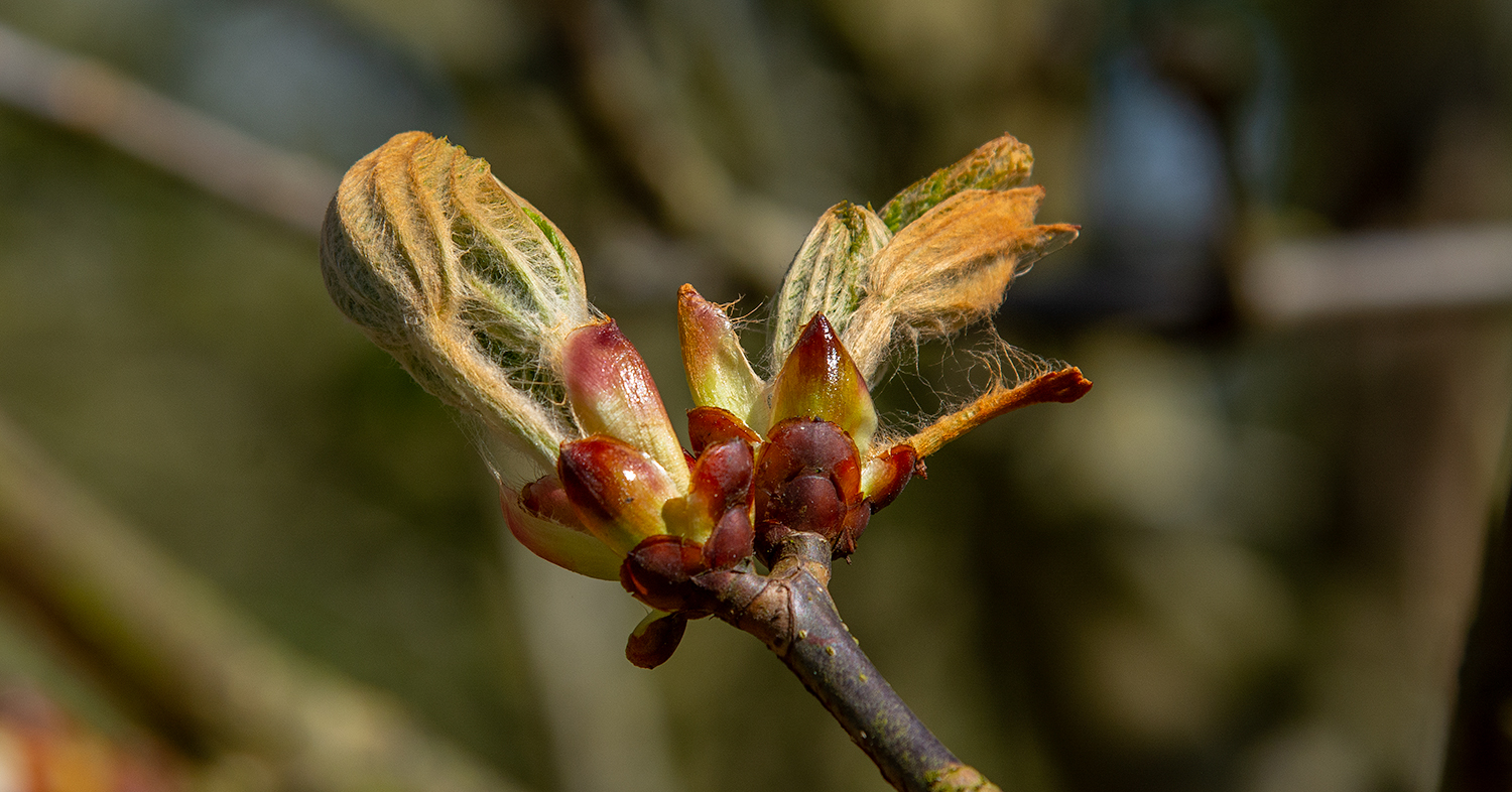 chestnut bud