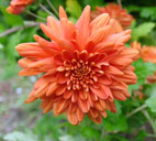 chrysanthemum