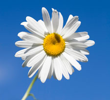 shasta daisy