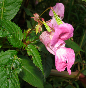 Impatiens flower