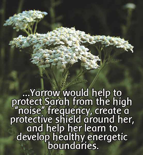 yarrow