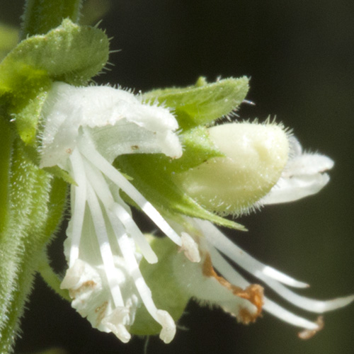 Basil