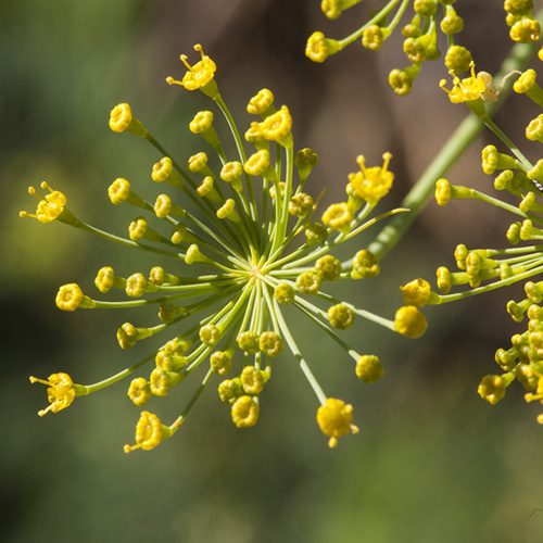 Dill