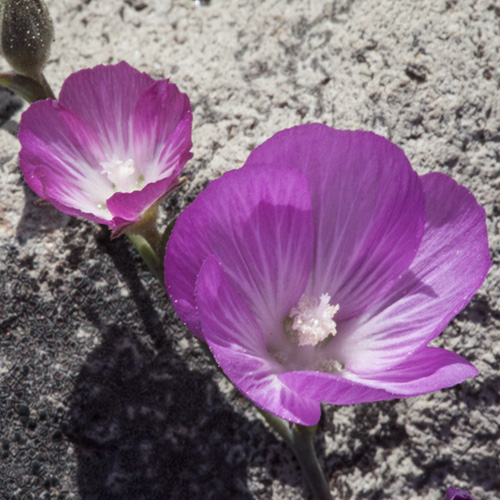 Mallow
