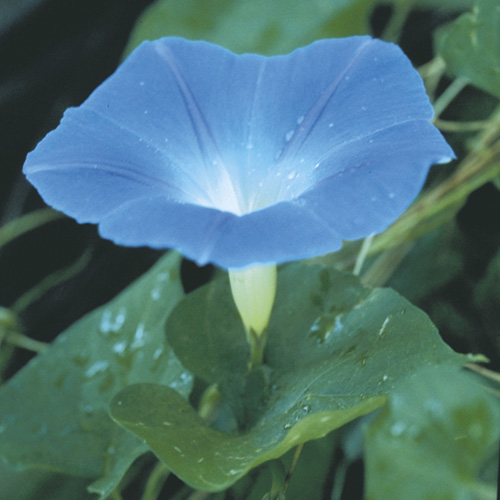Morning Glory