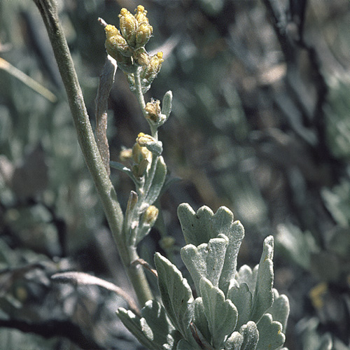 Sagebrush