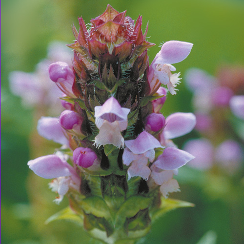 Self-Heal Essence