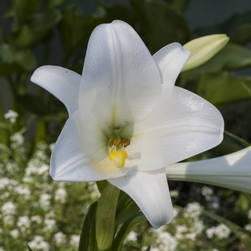White Trumpet Lily