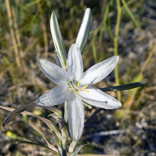 Desert Lily