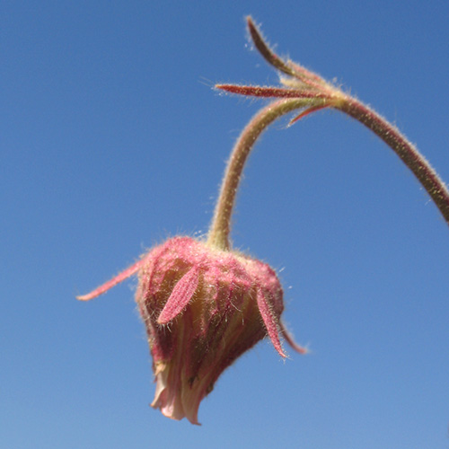 Downy Avens