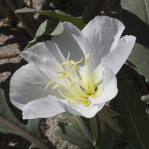 Dune Primrose
