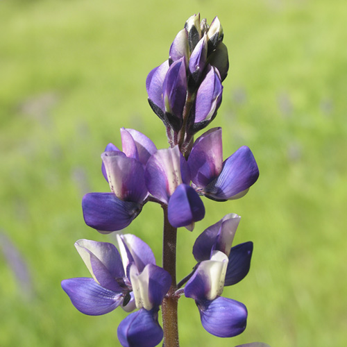 Lupine