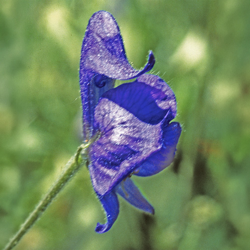 Monkshood