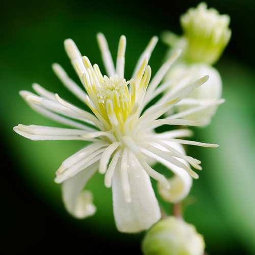 Clematis