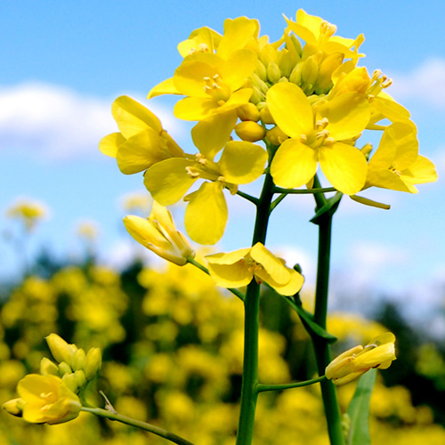Mustard