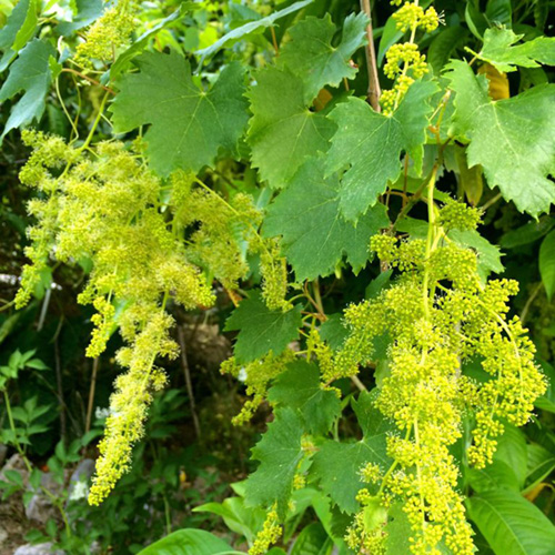 Vine