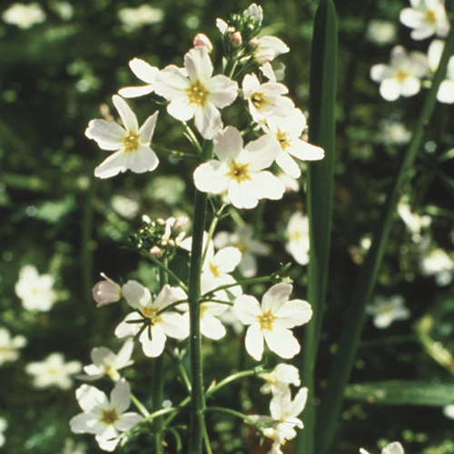 Water Violet